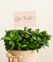 Get Well Soon Flowers
