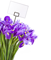 Thinking of You Flowers
